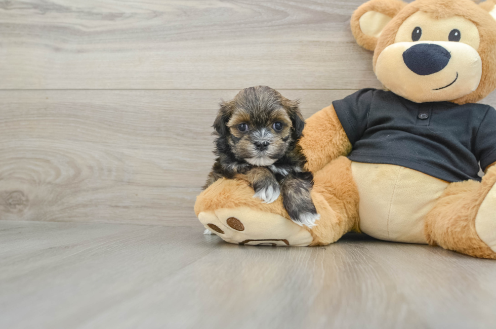 5 week old Teddy Bear Puppy For Sale - Premier Pups