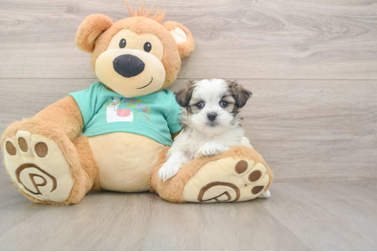 Teddy Bear Pup Being Cute