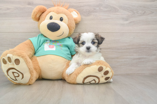 Teddy Bear Pup Being Cute