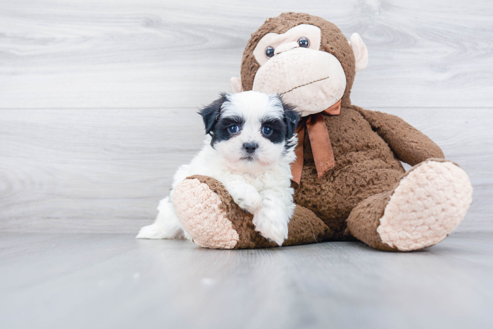 Energetic Shichon Designer Puppy