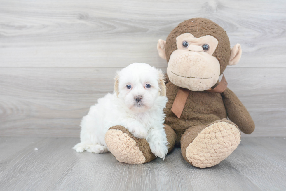 Energetic Shichon Designer Puppy