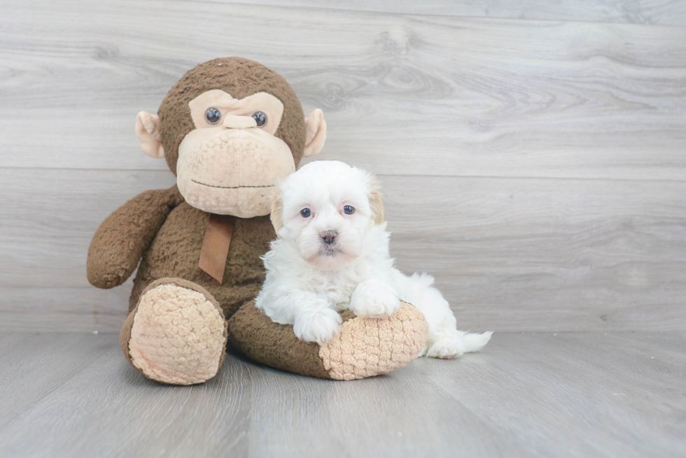 Little Shichon Designer Puppy