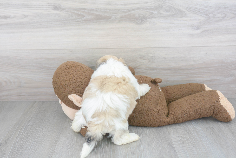 Teddy Bear Pup Being Cute