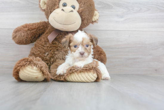 Fluffy Teddy Bear Designer Pup