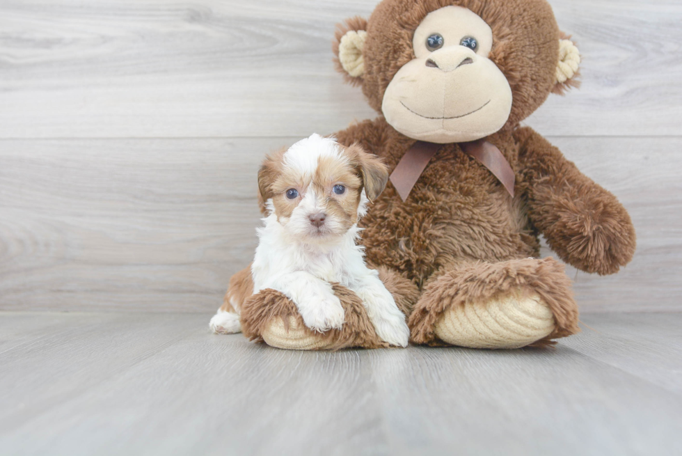 Teddy Bear Pup Being Cute