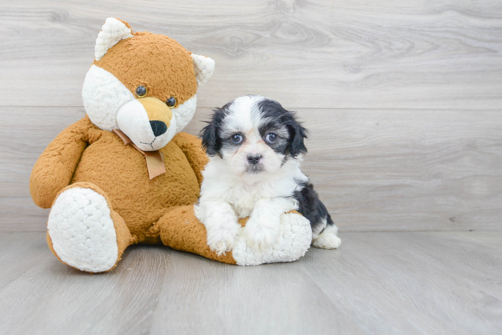 Funny Teddy Bear Designer Pup