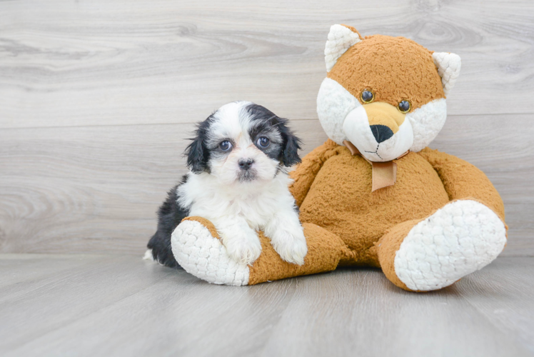 Teddy Bear Pup Being Cute