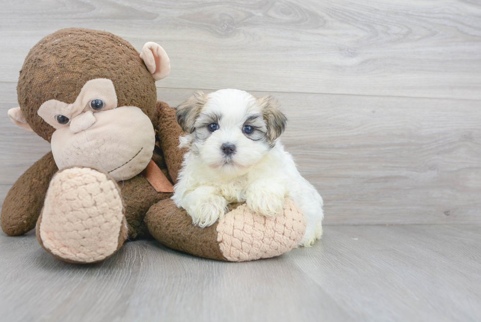 Petite Teddy Bear Designer Pup