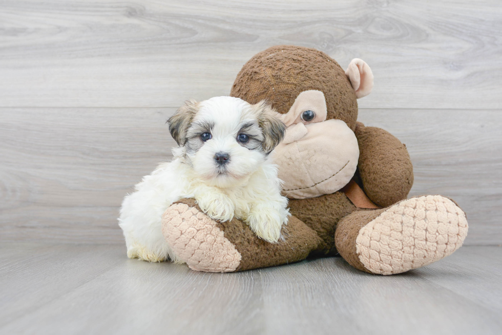 Teddy Bear Pup Being Cute