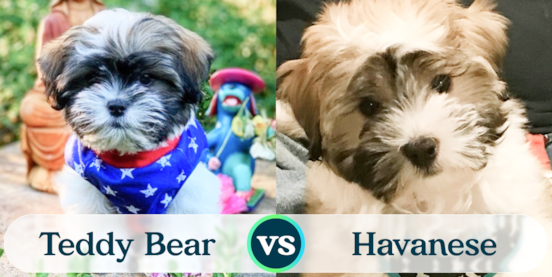 Teddy Bear vs Havanese Comparison