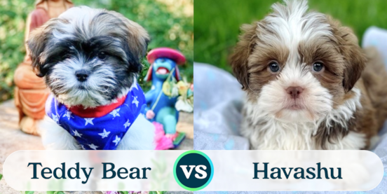 Teddy Bear vs Havashu Comparison