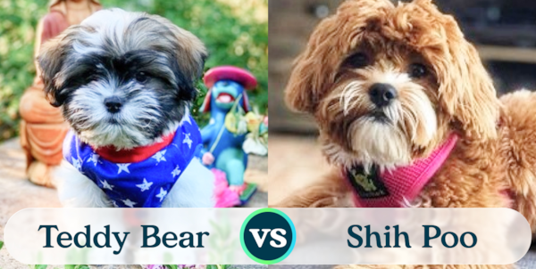 Teddy Bear vs Shih Poo Comparison
