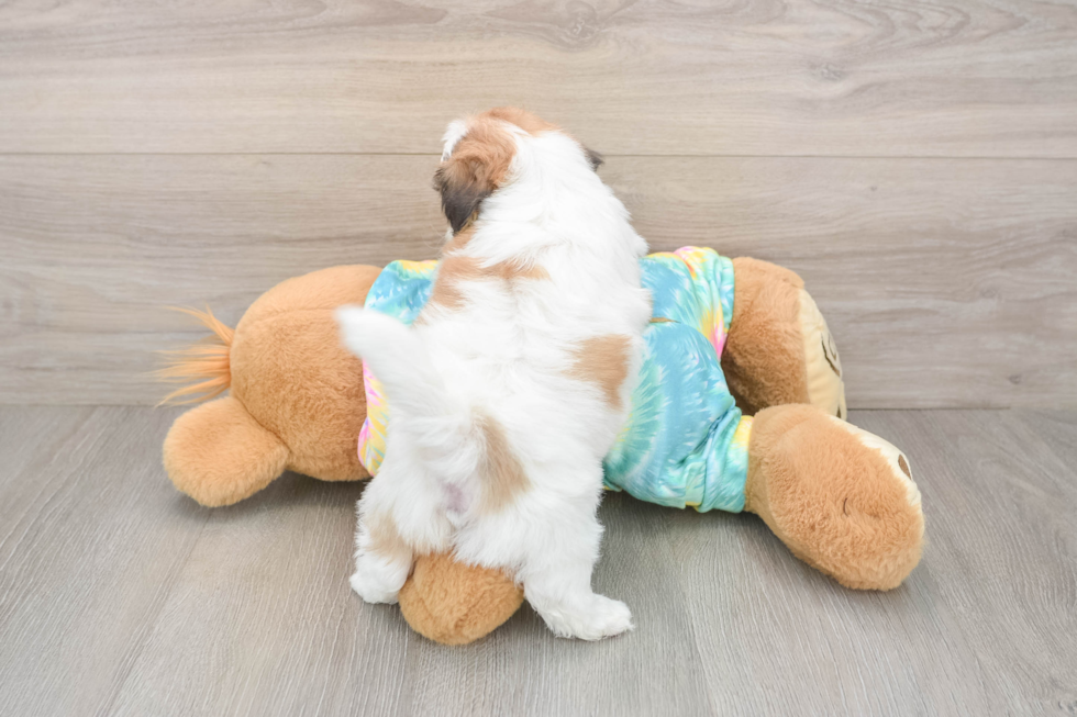 Cute Teddy Bear Baby