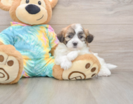 7 week old Teddy Bear Puppy For Sale - Premier Pups