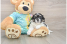 Teddy Bear Pup Being Cute