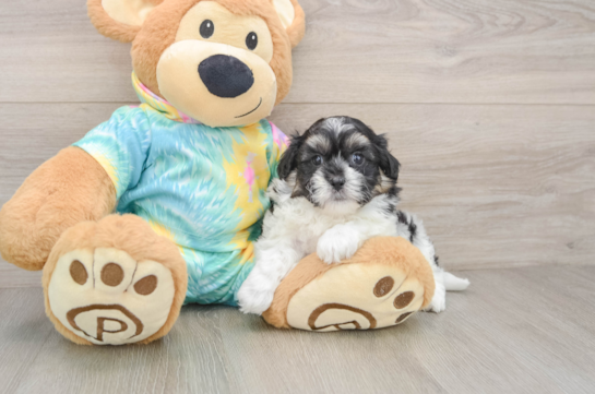 Teddy Bear Pup Being Cute