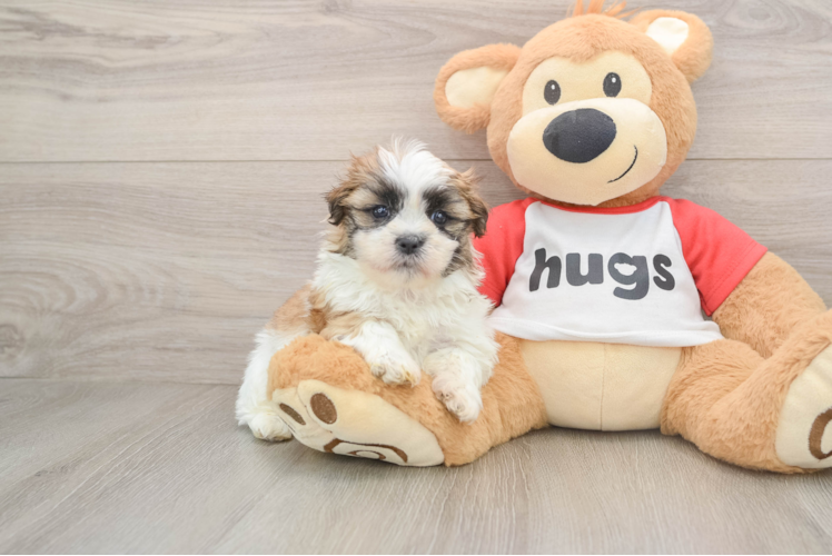 Best Teddy Bear Baby