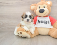 5 week old Teddy Bear Puppy For Sale - Premier Pups