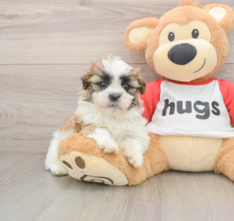 5 week old Teddy Bear Puppy For Sale - Premier Pups