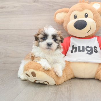 Best Teddy Bear Baby