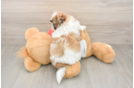Petite Teddy Bear Designer Pup