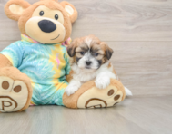 7 week old Teddy Bear Puppy For Sale - Premier Pups