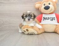 5 week old Teddy Bear Puppy For Sale - Premier Pups