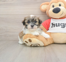 5 week old Teddy Bear Puppy For Sale - Premier Pups