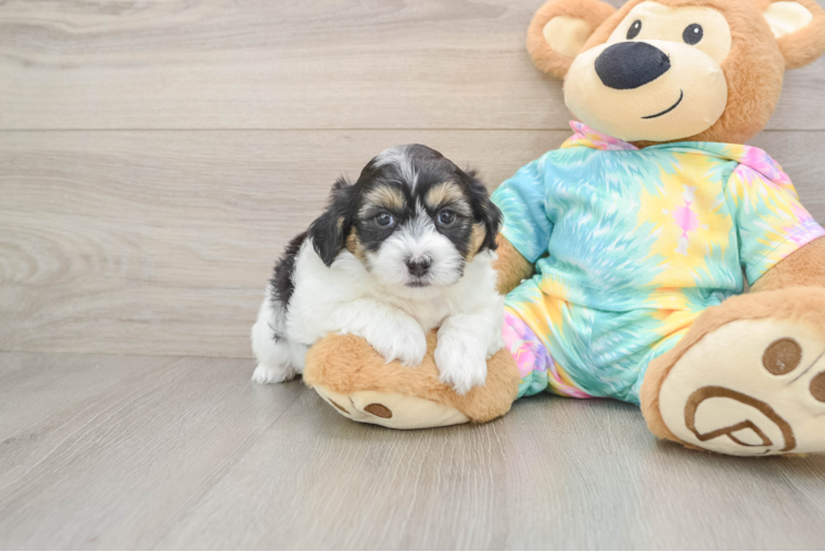 Small Teddy Bear Baby