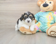 7 week old Teddy Bear Puppy For Sale - Premier Pups