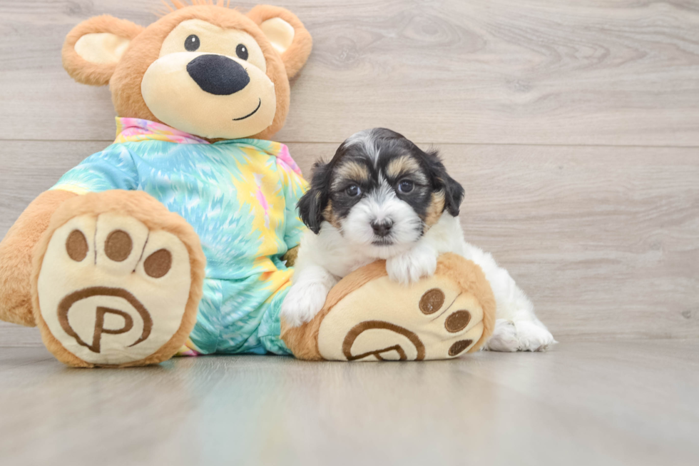 Best Teddy Bear Baby