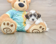 7 week old Teddy Bear Puppy For Sale - Premier Pups