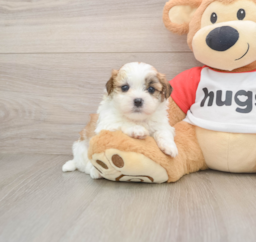 5 week old Teddy Bear Puppy For Sale - Premier Pups
