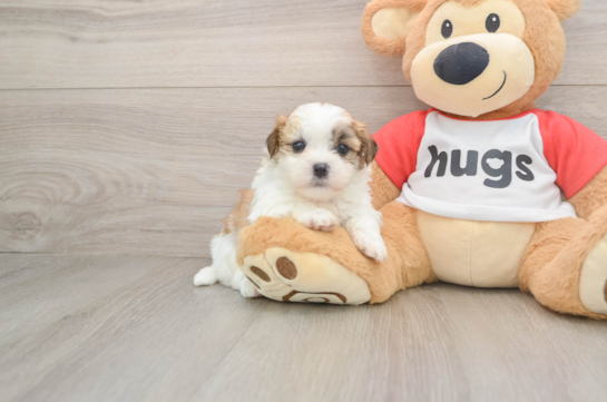 Friendly Teddy Bear Baby