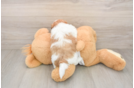 Teddy Bear Puppy for Adoption