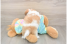 Playful Shi Chon Designer Puppy