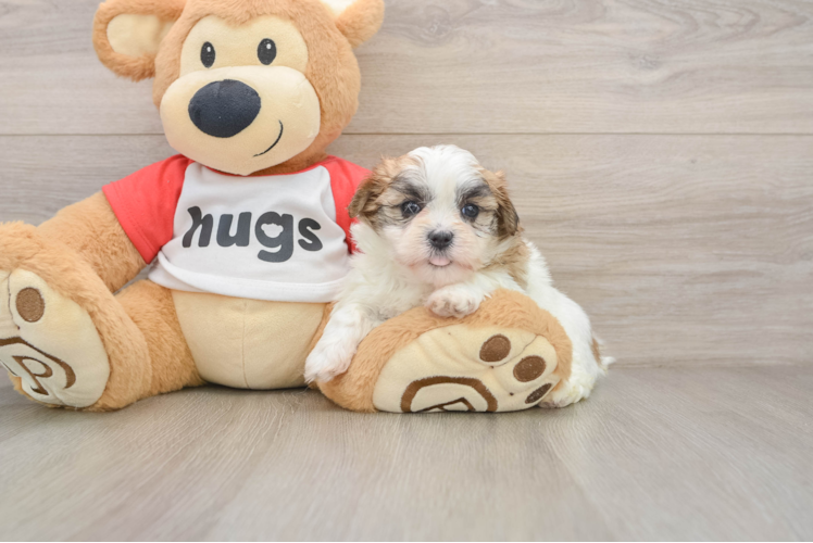 Teddy Bear Puppy for Adoption