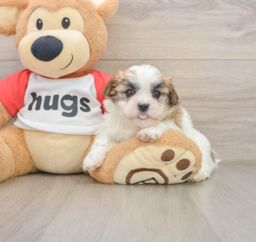 6 week old Teddy Bear Puppy For Sale - Premier Pups