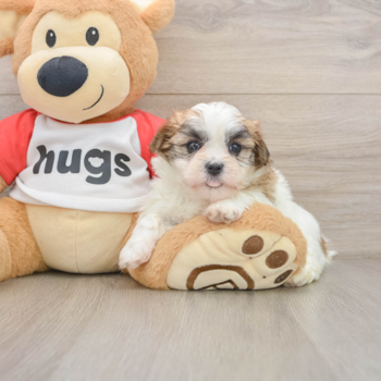 Teddy Bear Puppy for Adoption