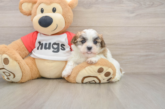 Teddy Bear Puppy for Adoption