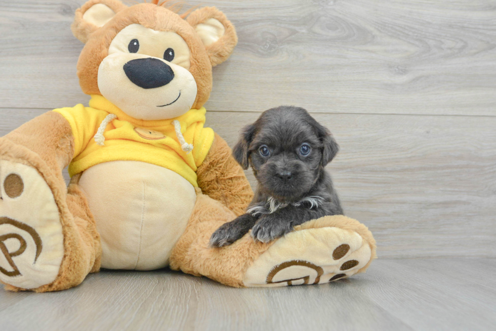 Best Teddy Bear Baby