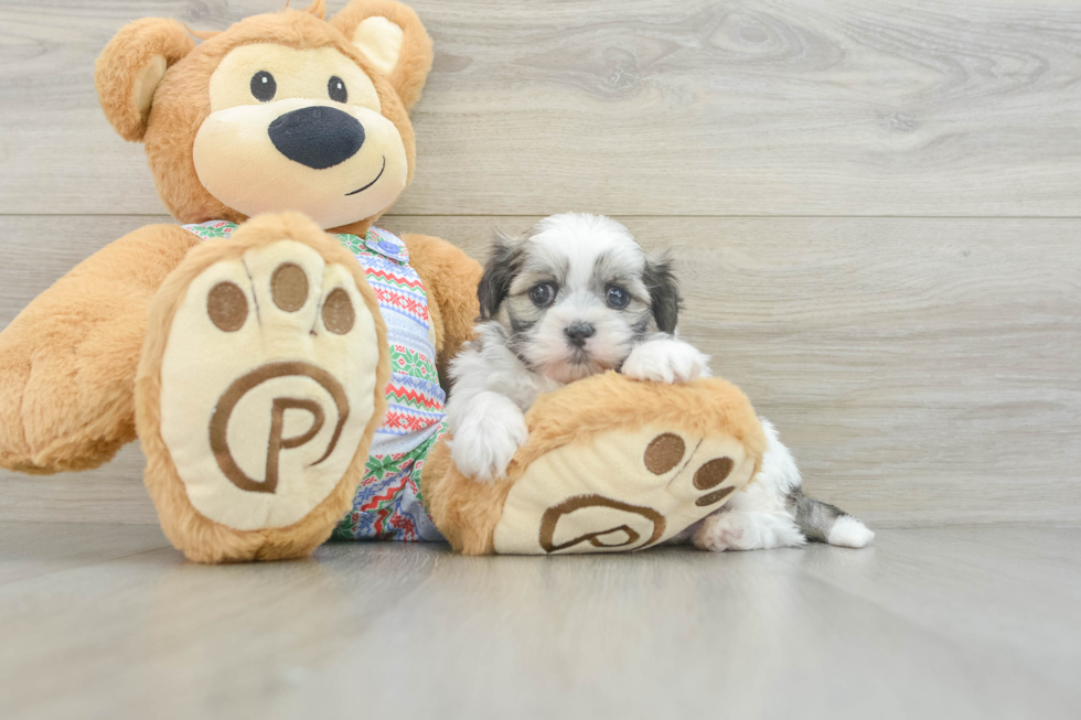 Teddy Bear Pup Being Cute