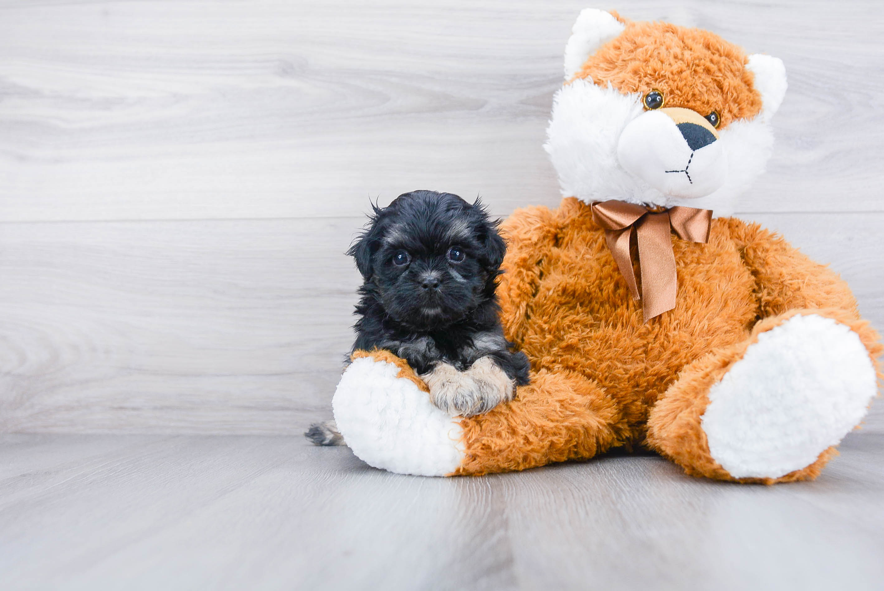 Adorable Shit Designer Puppy