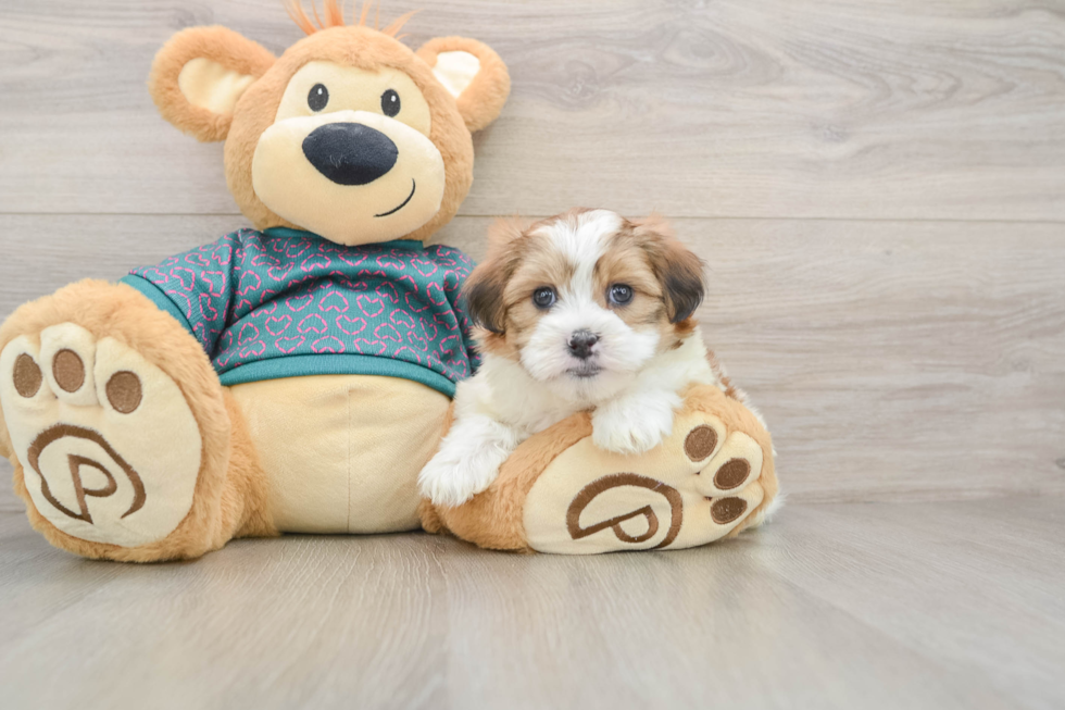 Teddy Bear Pup Being Cute