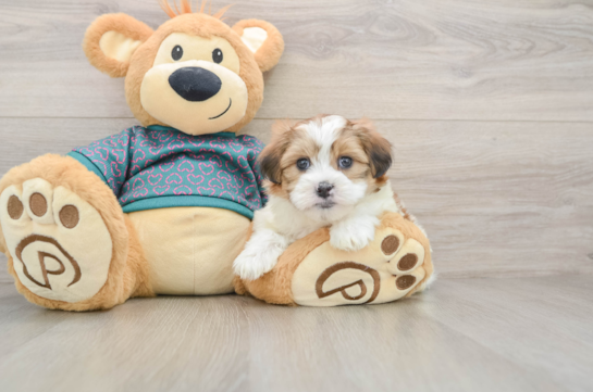 Teddy Bear Pup Being Cute