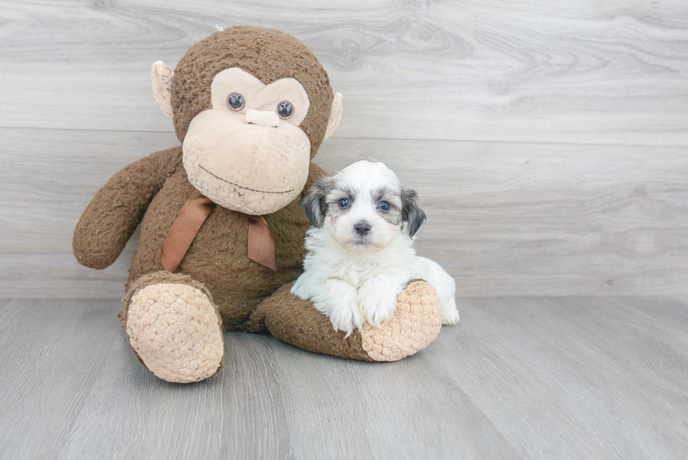 Teddy Bear Pup Being Cute