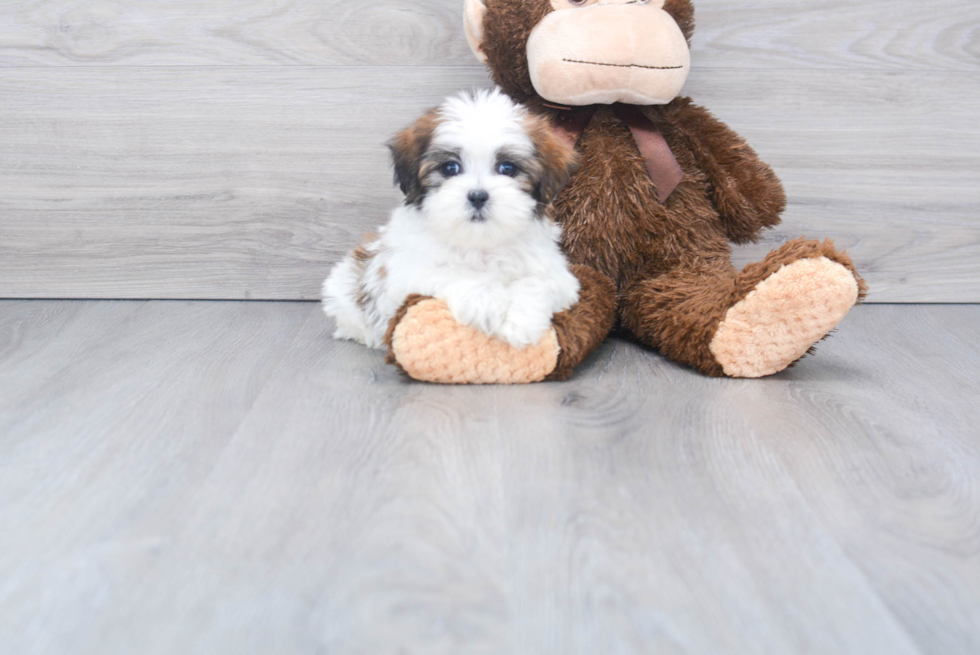 Teddy Bear Pup Being Cute