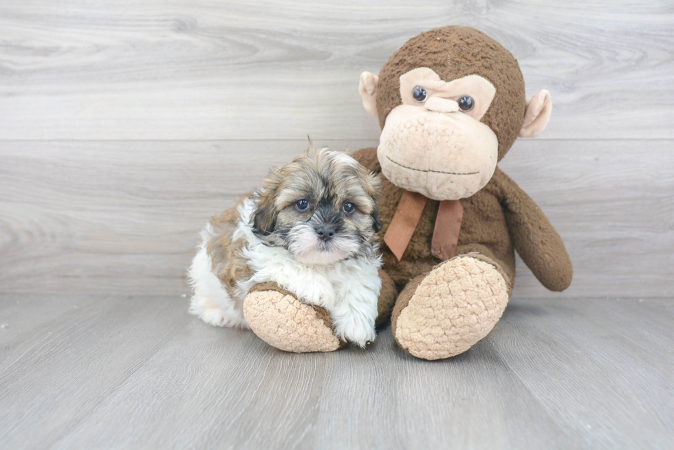 Popular Teddy Bear Designer Pup