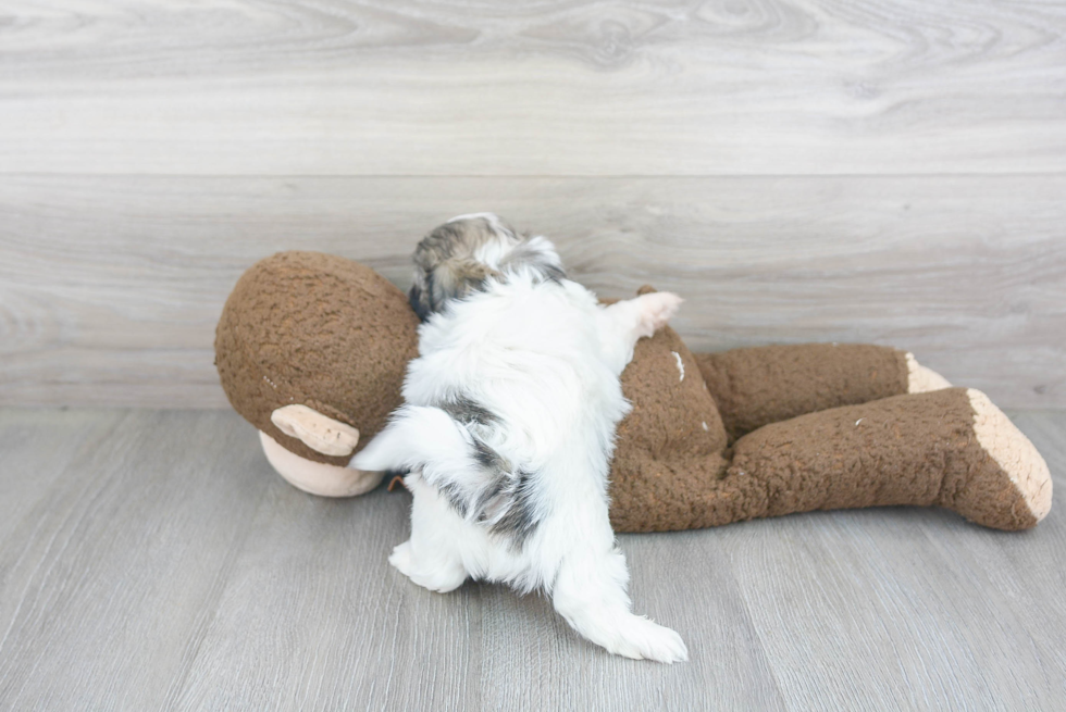 Little Shitzu Designer Puppy