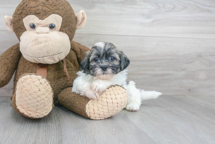 Teddy Bear Puppy for Adoption